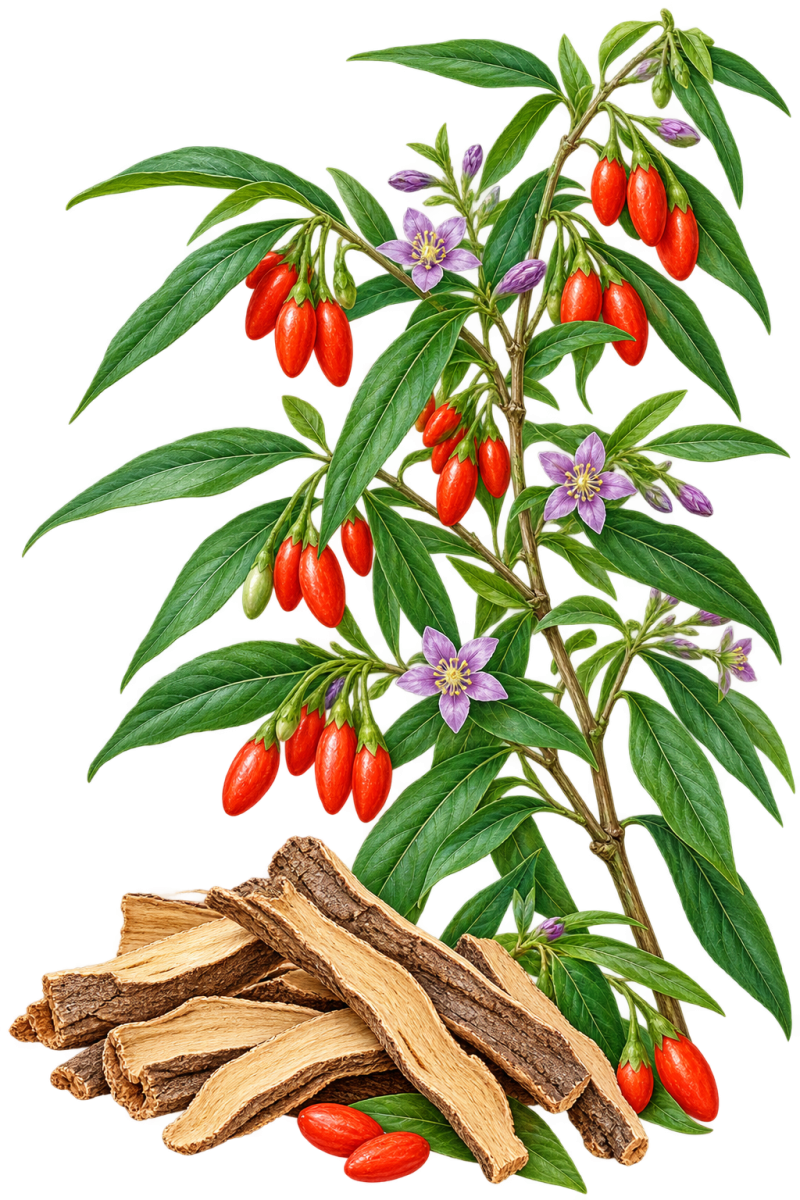 ĐỊA CỐT BÌ